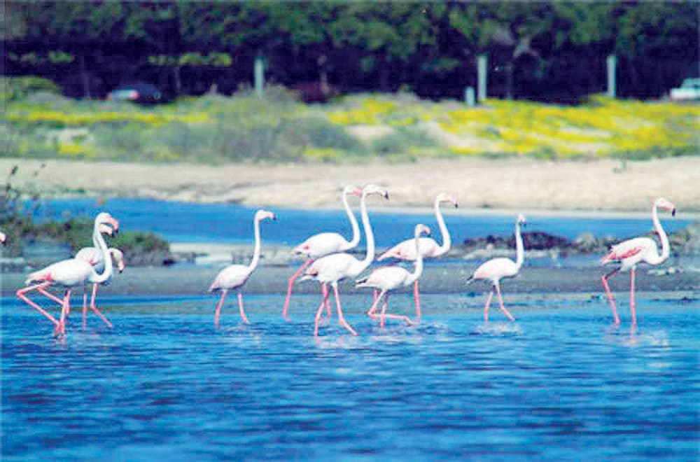 الجبيل: أبراج سياحية لمحميات صناعية تحوي 
طيورا وحيوانات نادرة