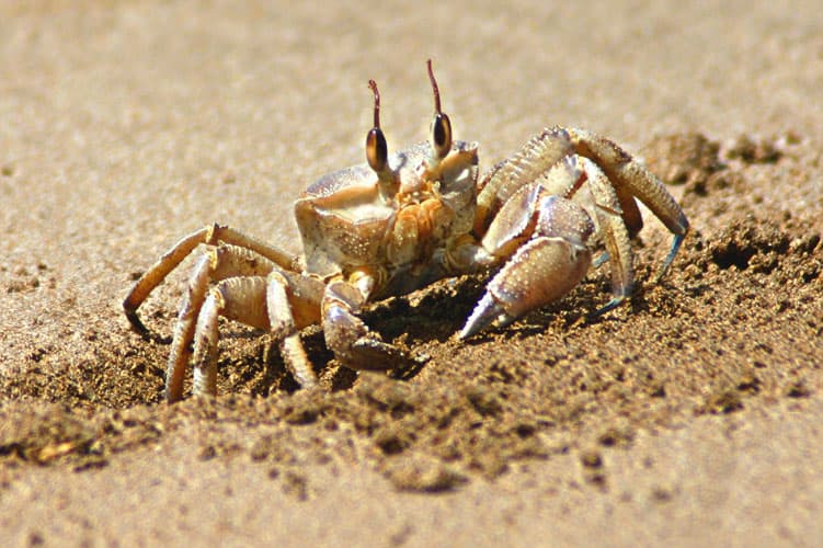 تزايد عدد سرطان البحر في خليج تشيسابيك الأمريكي