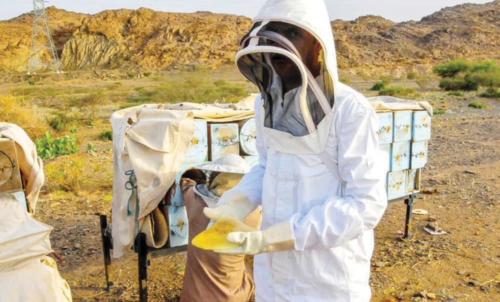 نجران: إنتاج 25 ألف كيلو عسل سدر خلال شهر