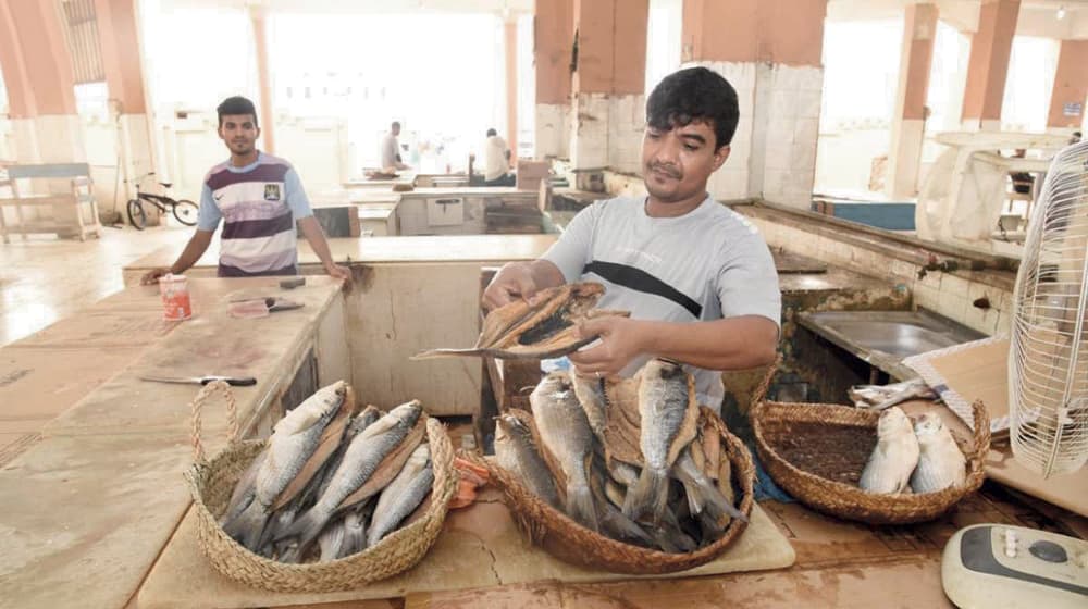 «السمك المالح».. تقليد توارثته الأجيال في جازان