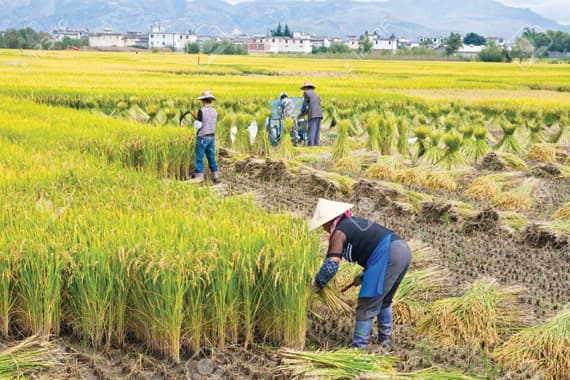 الصين .. مزارع أكبر لإطعام 1.3 مليار نسمة