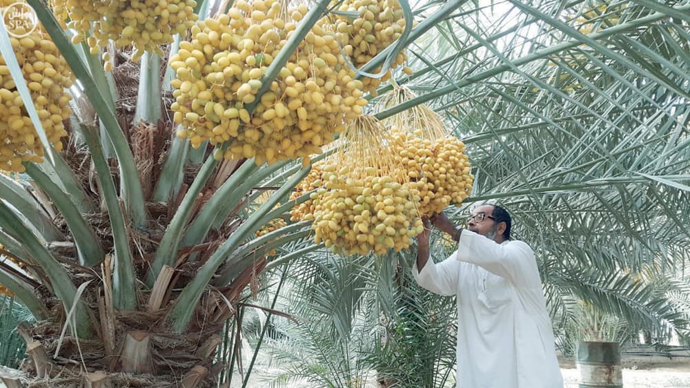 «خراف الرطب».. مع طلوع الشمس يبدأ صعود النخلة