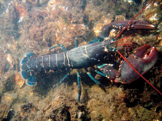 نص القرار على أن يقتصر اصطياده على الصيادين السعوديين فقط.