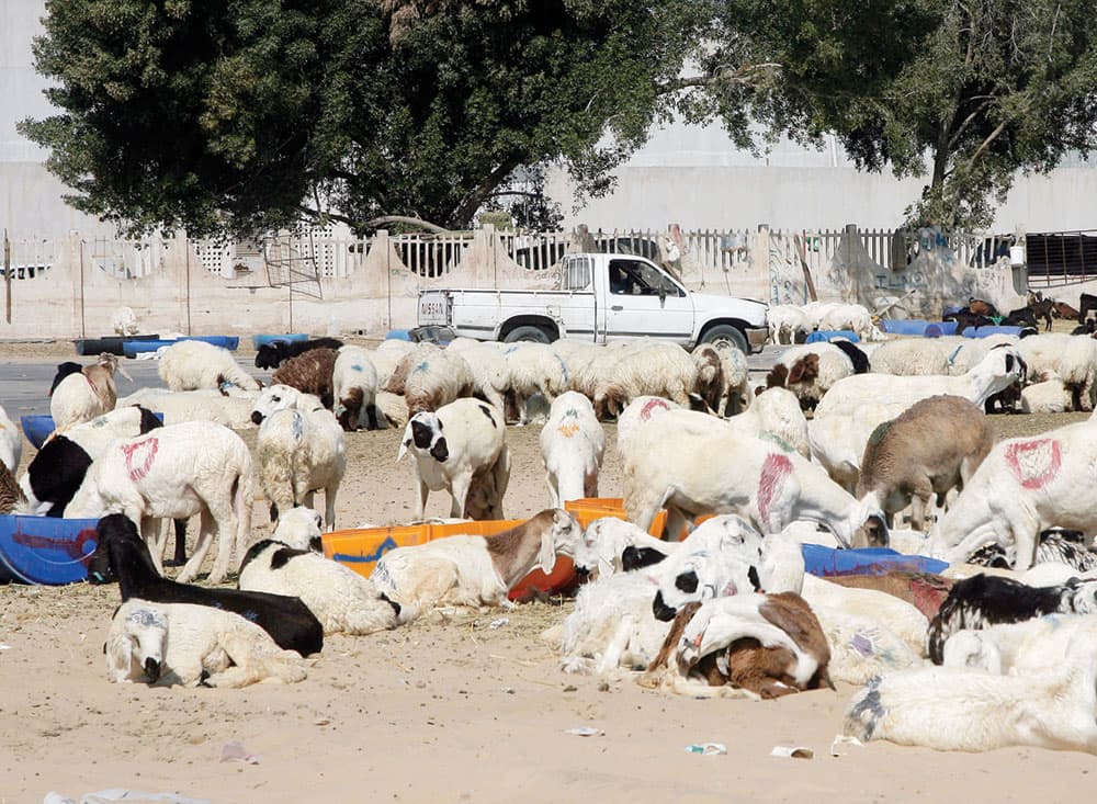 تراوح أنواع السواكني والنجدي والحري بين 700 و900 ريال. تصوير عمران حيدر - "الاقتصادية"