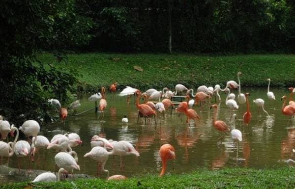 إغلاق حديقة حيوان في دلهي بعد نفوق طيور بسبب إنفلونزا الطيور
