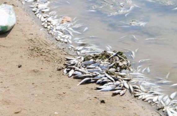 تكفلت أمانة جدة بإزالة الأسماك النافقة من الموقع."الاقتصادية"