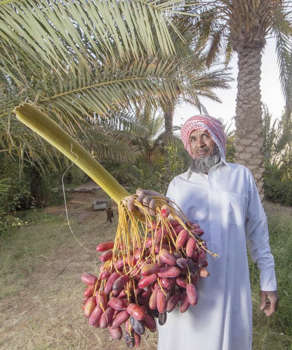 تنتج أكثر من مليون نخلة في الجوف 11 ألف طن من التمور.