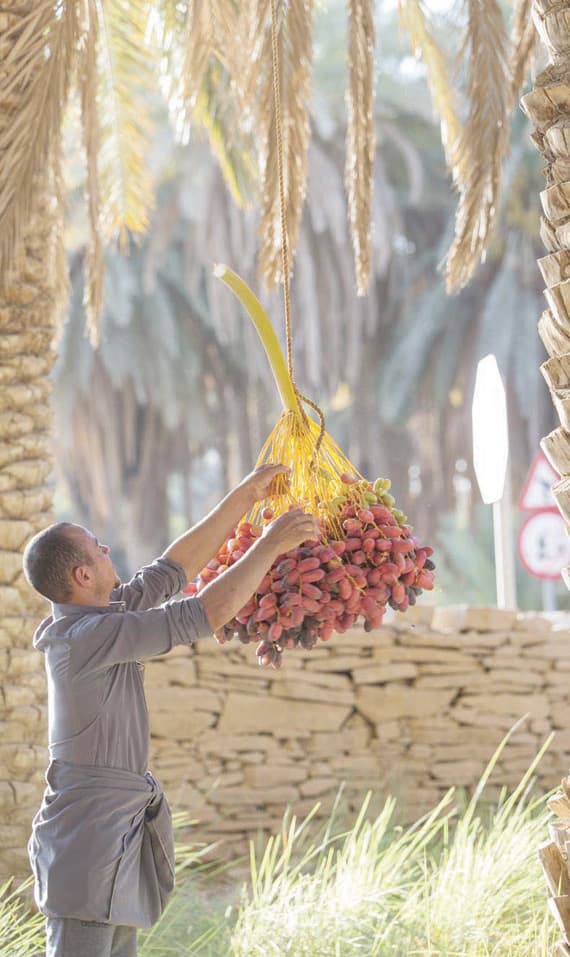 تعد حلوة الجوف من أشهر أنواع التمور في المنطقة.