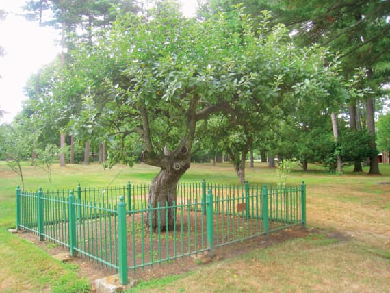 شجرة تفاح من النوع الذي أوحى إلى إسحق نيوتن بنظرية الجاذبية، مزروعة في كلية بابسون في ماساشيوستس في الولايات المتحدة.