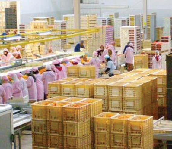 مصر وجنوب إفريقيا وتركيا والفلبين، تتصدر الدول المصدرة للفاكهة إلى السعودية.