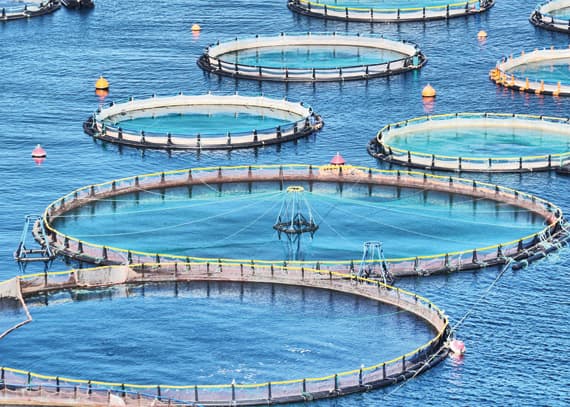 تطوير الاستزراع المائي في منطقتي تبوك وجازان عبر إنتاج 100 ألف طن بحلول 2020.