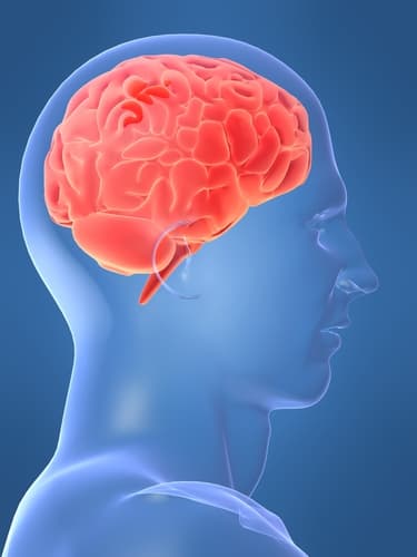 وهن الذاكرة يصيب الكبار والجبناء