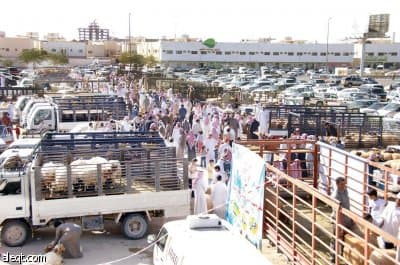 كيف حولت أمانة الرياض "أزمة الأضاحي" إلى برنامج عمل منظم؟