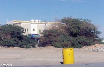 الجنادرية.. أشجار "ميتة" وإهمال "حي"!