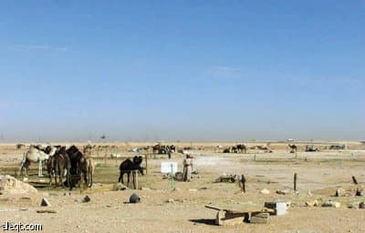 الجنادرية.. أشجار "ميتة" وإهمال "حي"!