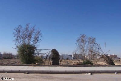 الجنادرية.. أشجار "ميتة" وإهمال "حي"!