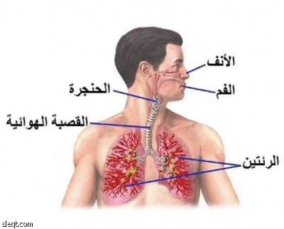د. إبتسام: حساسية الأنف من أكثر الأمراض شيوعاً .. وتجنب المسببات من أفضل الطرق العلاجية