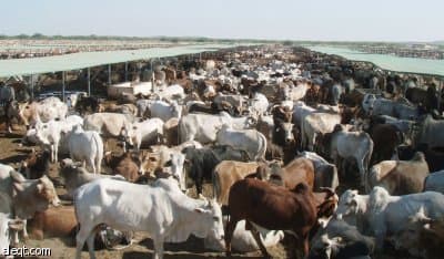 محجر جيبوتي الصحي الإقليمي يغطى حاجة السعودية من الهدي والأضاحي بنسبة 100%