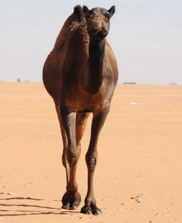 أم رقيبة.. مهرجان الملايين