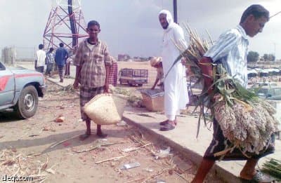 "الخضير".. طعم "الذرة" قبل النضج يزيد متعة "الجازانيين" بالمطر