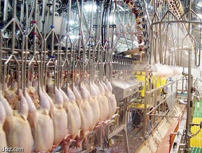 فرنسا تستخدم الكلور لتنظيف الدواجن المصدرة للخارج