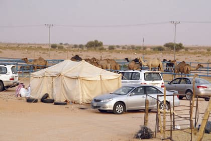 سوق الإبل في رماح.. جار مزعج للسكان!