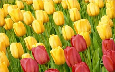 "النوير" في الكويت علامة بزوغ الربيع