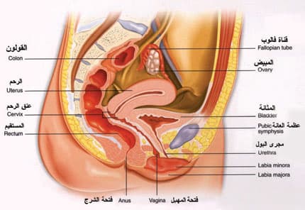 عوامل بيئية تجعل المرأة أكثر قابلية لترهل المهبل حتى في الفئة الأقل عمرا والأقل عددا من الأطفال