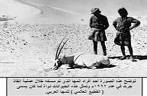 المها العربي من الانقراض إلى العودة إلى بيئة شبه الجزيرة العربية