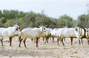 المها العربي من الانقراض إلى العودة إلى بيئة شبه الجزيرة العربية