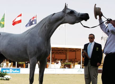 "الخالدية 2".. الأصايل تعود إلى مرابطها