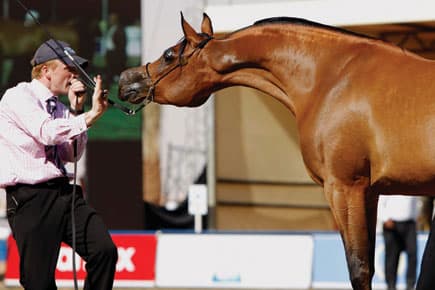 "الخالدية 2".. الأصايل تعود إلى مرابطها