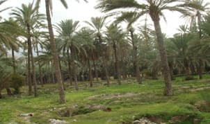 الأشهر المناسبة لغرس النخلة في المملكة