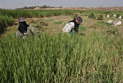 عمال عراقيون لحظة جمع العلف من مزارعهم في بغداد.