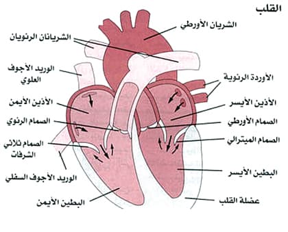 د. سعادة: جهـاز التصوير الطبقي يقوم بتشخيص أمراض القلب بسرعة عالية وفي أمان تام