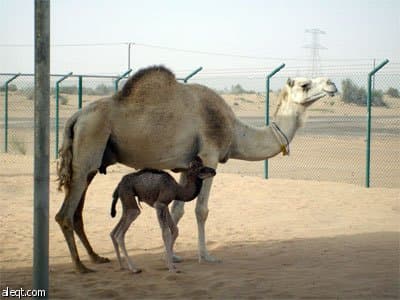 ولادة أول جمل مستنسخ في دبي