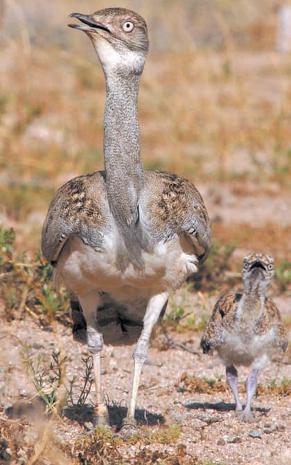 الحياة الفطرية تنجح في توالد طيور الحبارى المعاد توطينه
