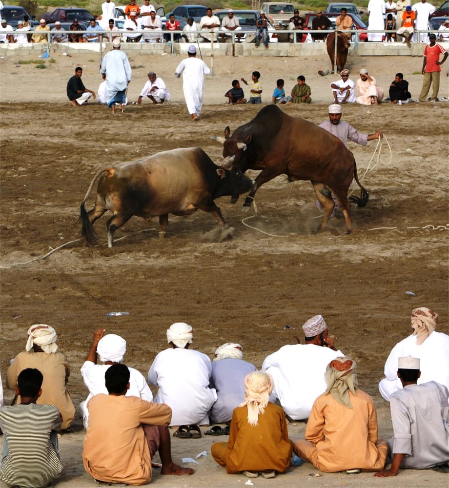 مصارعة للثيران في سلطنة عمان