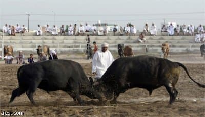 مصارعة للثيران في سلطنة عمان