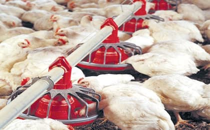 إغراق الدجاج المستورد في السوق يهدد منتجي الدواجن بالإفلاس