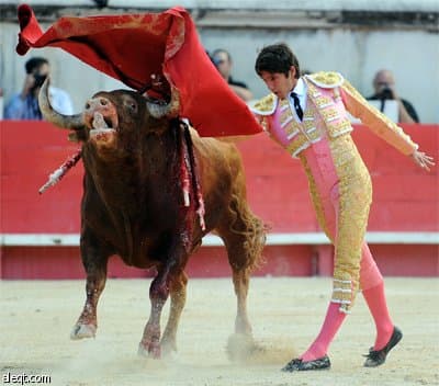 الأسباني ميجيل انخيل بيريرا في لقطة أثناء مصارعته لثور هائج في نيم جنوب فرنسا.