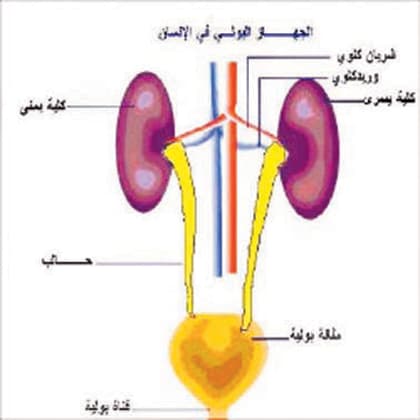 التهابات المسالك البولية تنتشر أكثر لدى السيدات.. والمنظار يستخدم في الإصابات المتكررة