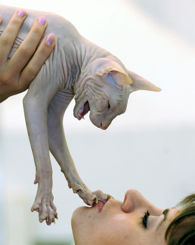 فتاة تحمل قطة تولد بدون شعر ذات أصل روسي من نوع Don Sphynx  خلال معرض قطط مينسك الدولي في مينسك - روسيا البيضاء.
