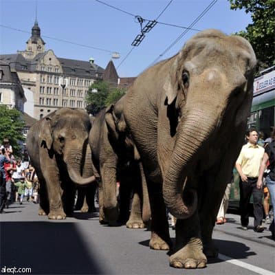 زبائن في مقهى في بازل تندهش من مرور موكب من الفيلة السويسرية متوجه لوسط المدينة لإجراء سلسلة من عروض السيرك.