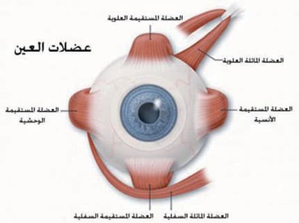 كسل العين الوظيفي من الحالات الشائعة ويفضل علاجها خلال فترة الطفولة المبكرة