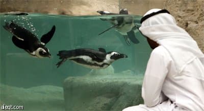 رجل كويتي ينظر بتمعن للبطاريق الأفريقية المعروضة داخل حوض في المركز العلمي في الكويت العاصمة.