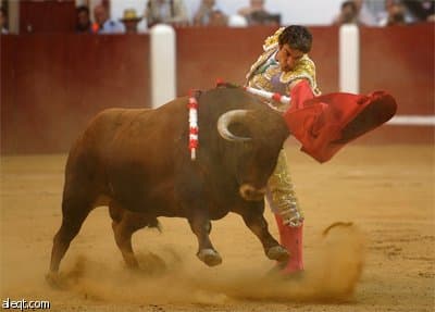 الأسباني خوسيه توماس الملقب بـ"ديفيد بيكهام مصارعة الثيران" يراوغ ثور هائج داخل حلبة مصارعة الثيران في ليون الاسبانية.