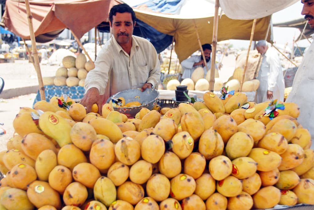 تعد باكستان خامس أكبر منتج وثالث أكبر مصدر للمانجو في العالم وتصدر 1.674.000 طن سنويا لدول الخليج وخصوصا السعودية.