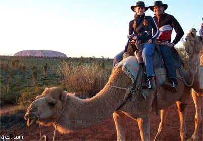 "الإبل" في أستراليا.. نقمة ونعمة في آن واحد