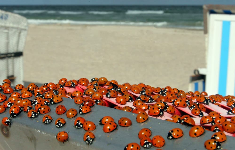 حشد من الخنافس على شاطئ بحر البلطيق في ألمانيا.